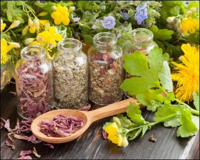 Les plantes médicinales servent à préparer des plats culinaires.