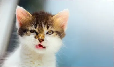 Combien il y a de races de chats ?