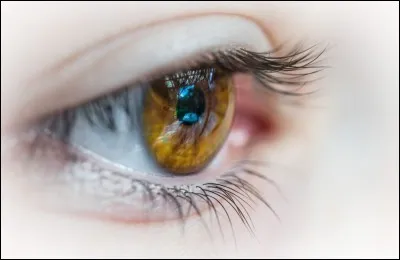 Quelle couleur d'yeux les chats ont-ils le plus souvent ?