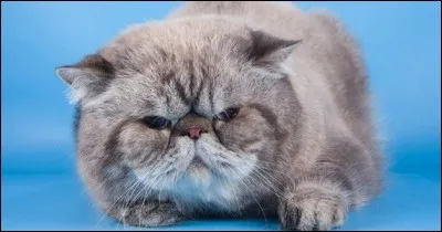 Qui est nommé lieutenant ?