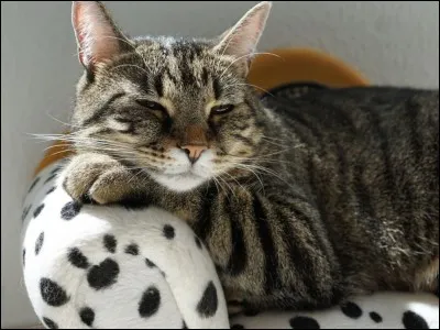 Qui succombe lors du combat contre les rats ?