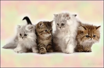 Pourquoi les anciens chefs des clans de la forêt s'excusent-ils auprès du chef du clan du Vent ?