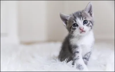 Quel est le principal talent des chats du clan du Ciel ?