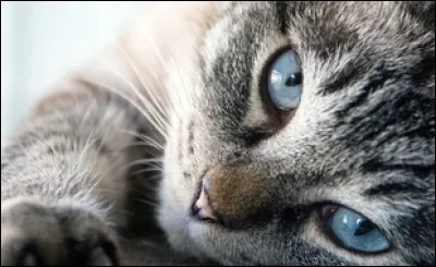 Quel est le nom de guerrier de Timide ?