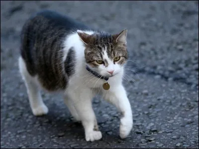 Qu'est-ce qui a chassé l'ancien clan du Ciel de leur nouveau camp dans la gorge ?