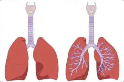 Quel canal du corps humain fait communiquer le larynx avec les bronches ?
