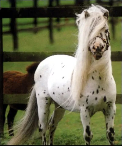 Quel cheval préfères-tu ?