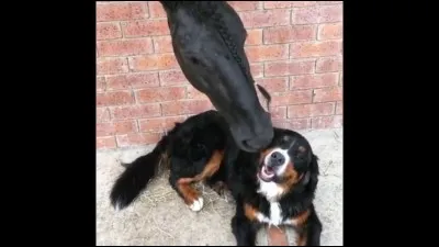 Quel animal préfères-tu ?