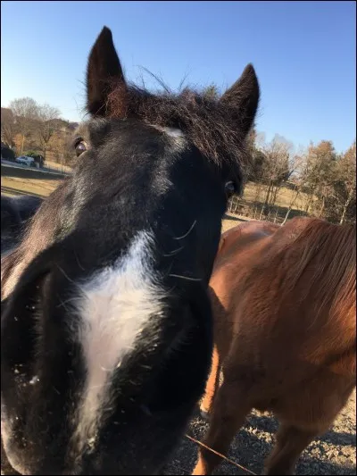 Quelle sorte de taille aimes-tu ?