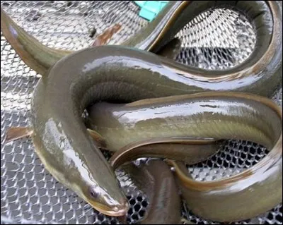 Cet endroit est devenu tristement célèbre par la disparition de nombreux bateaux, c'est également l'endroit où se reproduisent les anguilles !