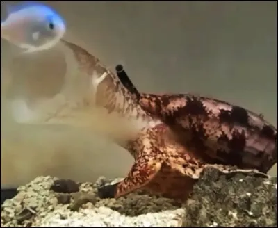 Il existe des centaines d'espèces de cones marins, mais un seul peut être mortel pour l'homme !