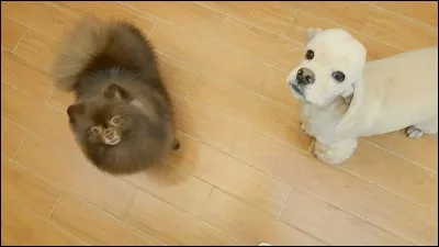 Jennie a 2 chiens , comment s'appellent-ils ?