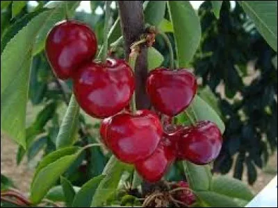 Quel fruit a une variété appelée la Summit ?