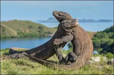 Le dragon de Komodo en est un.