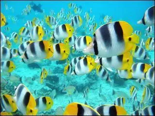 Cet animal est-il en voie de dispariton ?