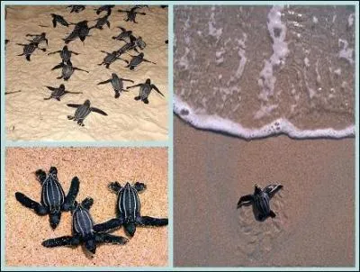 Cet animal est-il en voie de disparition?