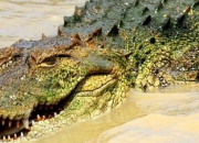 Quiz V/F (1) - Le crocodile