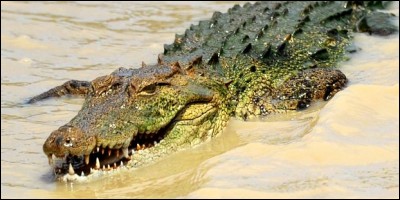 Le crocodile est un reptile ovipare.