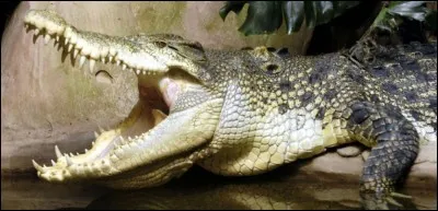 À l'époque de la reproduction, les femelles creusent un trou au fond des rivières pour y pondre leurs ufs.
