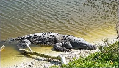 Le crocodile marin et le crocodile du Nil peuvent atteindre 7 mètres de long.