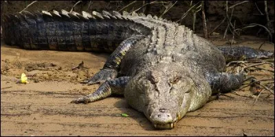 L'espérance de vie d'un crocodile peut atteindre 100 ans.