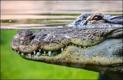 "Verser des larmes de crocodile" signifie être pris d'une profonde tristesse.