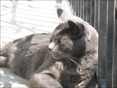 Quelle est la race de ce chat ?