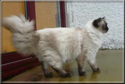 Quelle est la race de ce chat ?