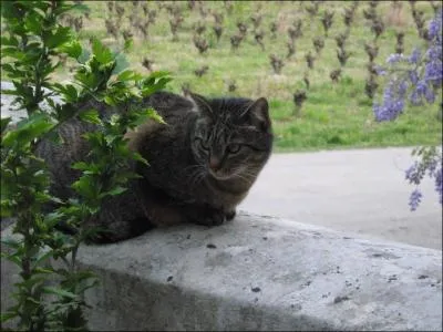 Quelle est la race de ce chat ?