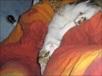 Quelle est la race de celui-ci ?