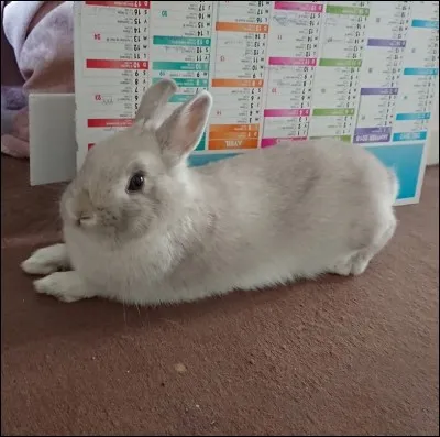 Un lapin peut manger tous nos restes.