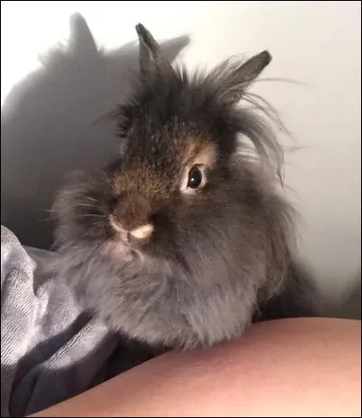 Le pain dur est bon pour ses dents.