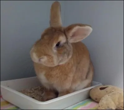 Le lapin ne mange que des carottes.