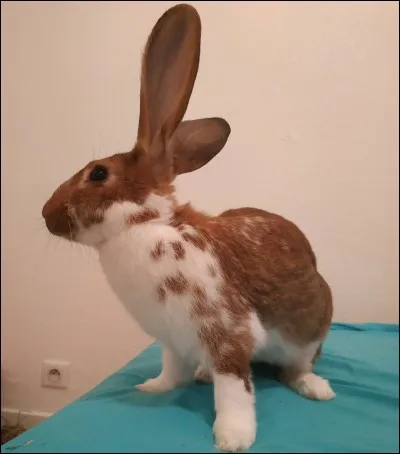 On peut soulever un lapin par les oreilles.