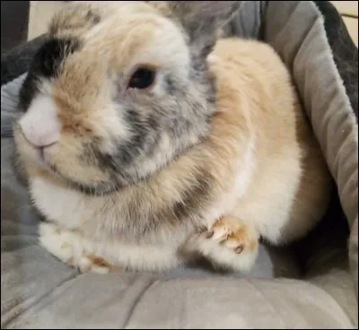 Le lapin aime le chocolat et réciproquement.