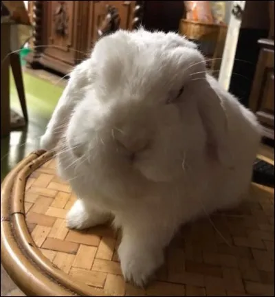 Un lapin d'intérieur ne doit pas être vacciné.