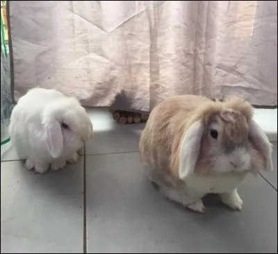 Un lapin n'aime pas jouer.