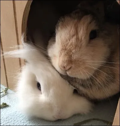 Le lapin aime la solitude.