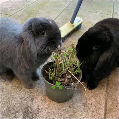 Tous les lapins ont le même comportement.