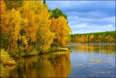 Les fougères sont...