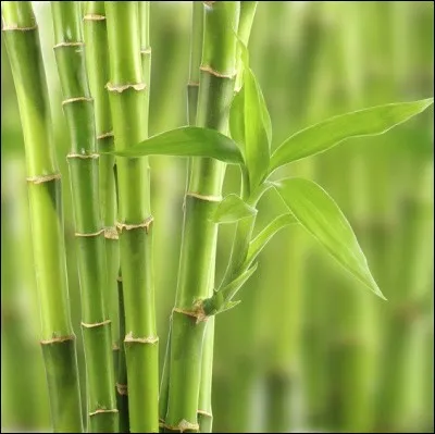 Les bambous nourrissent...