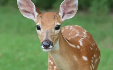 Quiz Animaux