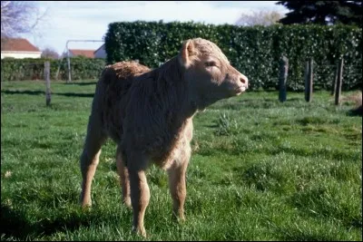 Quelle est cette commune du 76 où l'on fabrique des "Renault" depuis 1958 ?
