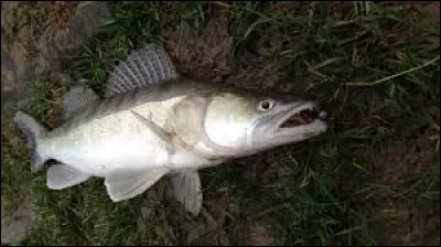 L'altitude de cette commune du Pas-de-Calais est de 6 m. Quelle est-elle ?