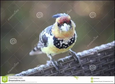 De quel mélange l'oiseau géant est-il conçu ?