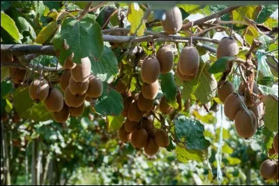 En rentrant de vacances, je vais planter des plants de kiwi, il faut un mâle et des femelles, c'est un vieux contadin qui m'a appris ça !
