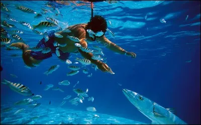 L'année dernière, nous avons passé nos vacances à la Réunion, mes enfants ont été faire de la plongée en apnée, ils m'ont dit qu'ils avaient vu des demoiselles !