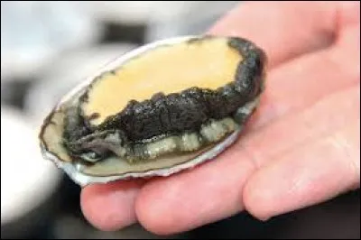 Ce matin, très tôt, j'ai trouvé des ormeaux, je suis surpris de leur dureté adamantine !