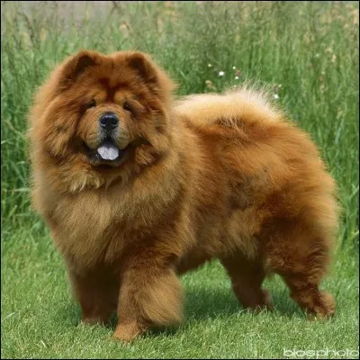 Quelle est cette race de chien ?