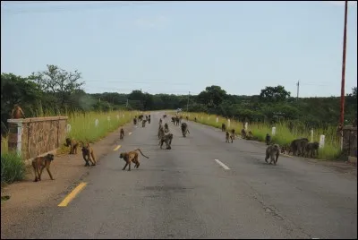 Que voit-on sur cette photo ?